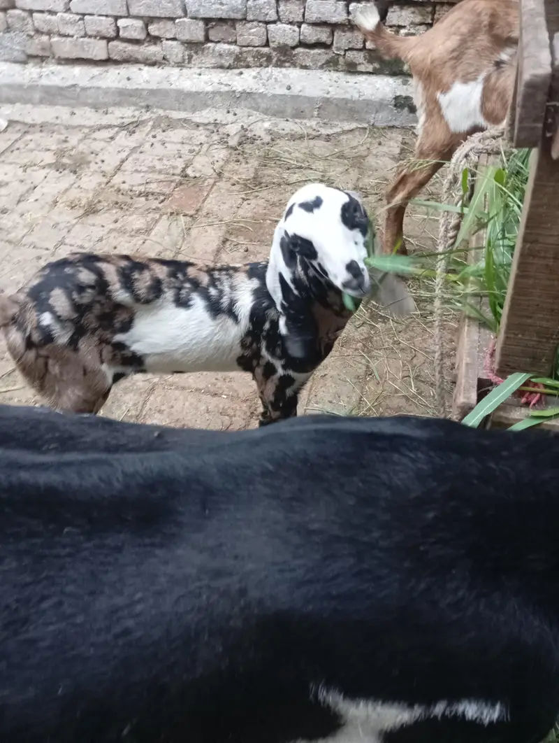 Beetal bakri — photo 2