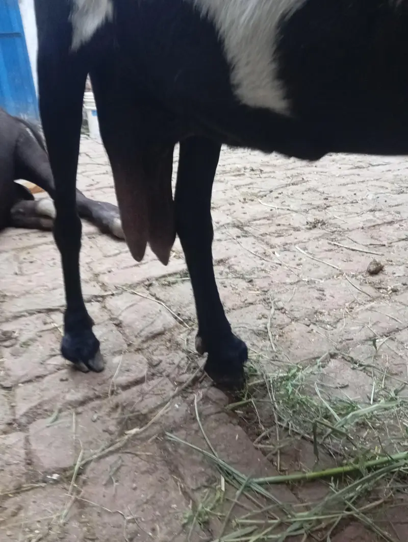 Beetal bakri — photo 3