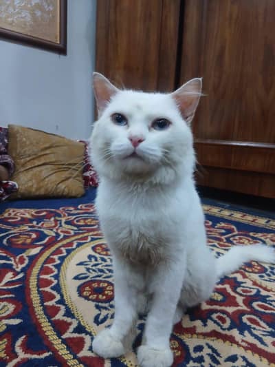 Persian