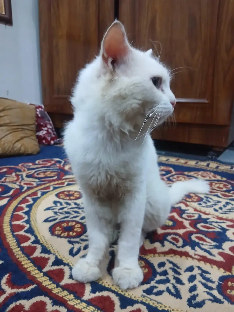 Persian — photo 2