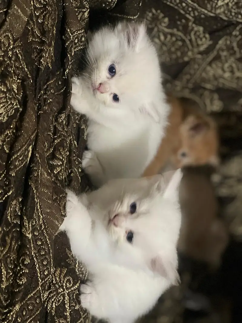 MALE AND FEMALES