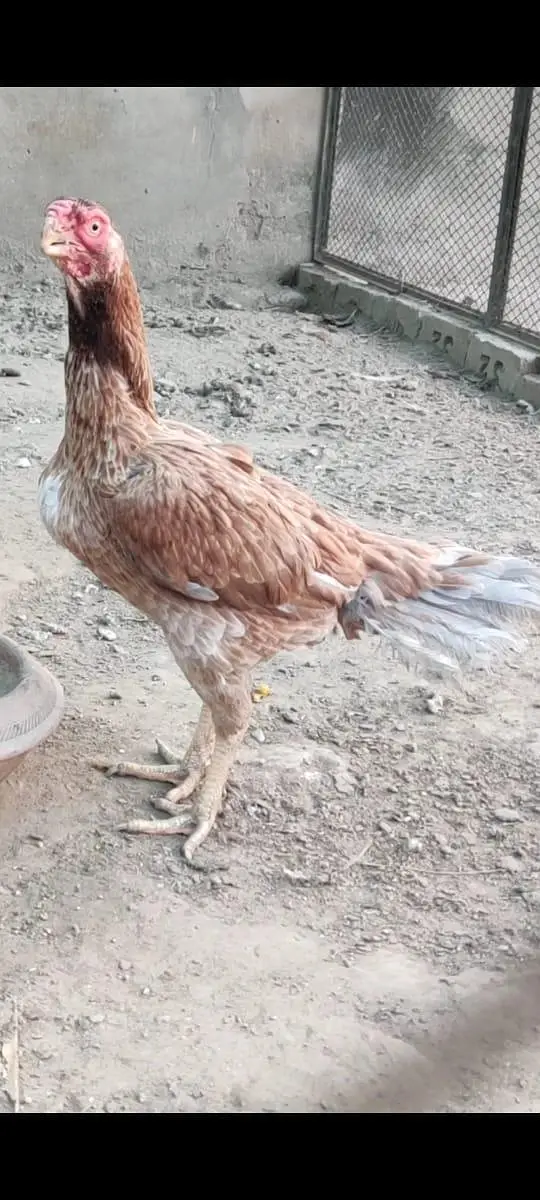 pure indian parrot beak chicks age 1.5 month pair price 30000 only — photo 6