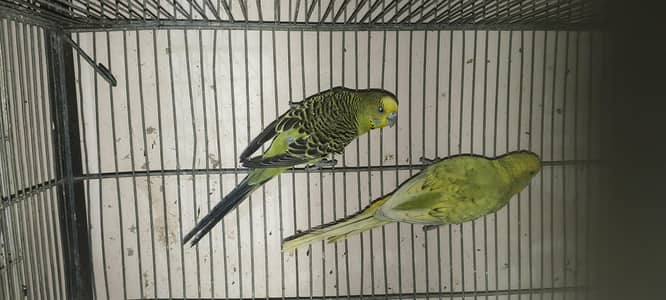 Australian budgies , cocktail, cage