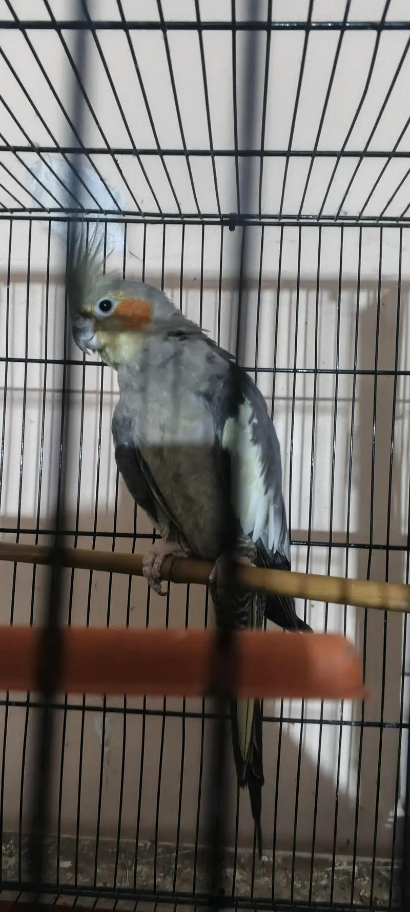 Australian budgies , cocktail, cage — photo 3
