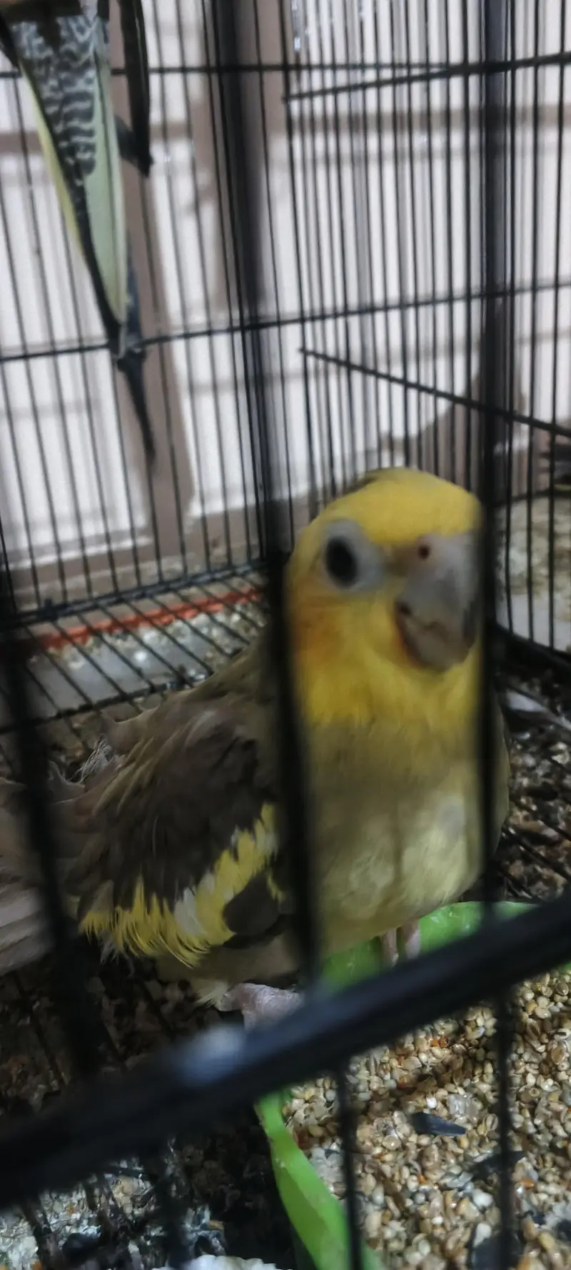 Australian budgies , cocktail, cage — photo 4