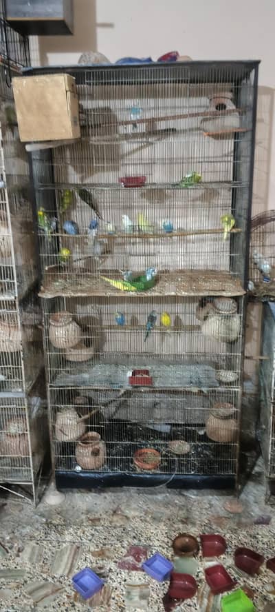 Australian budgies , cocktail, cage