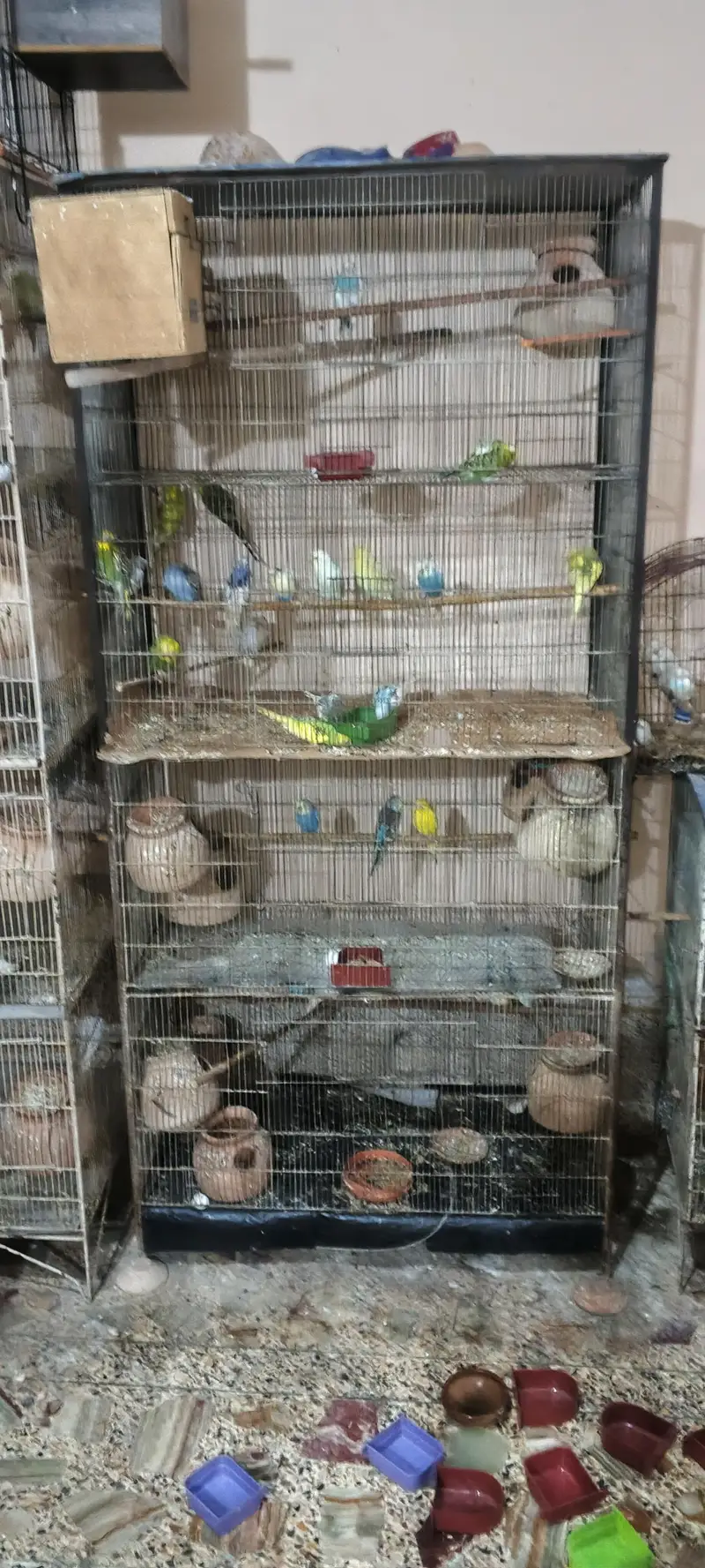 Australian budgies , cocktail, cage — photo 5