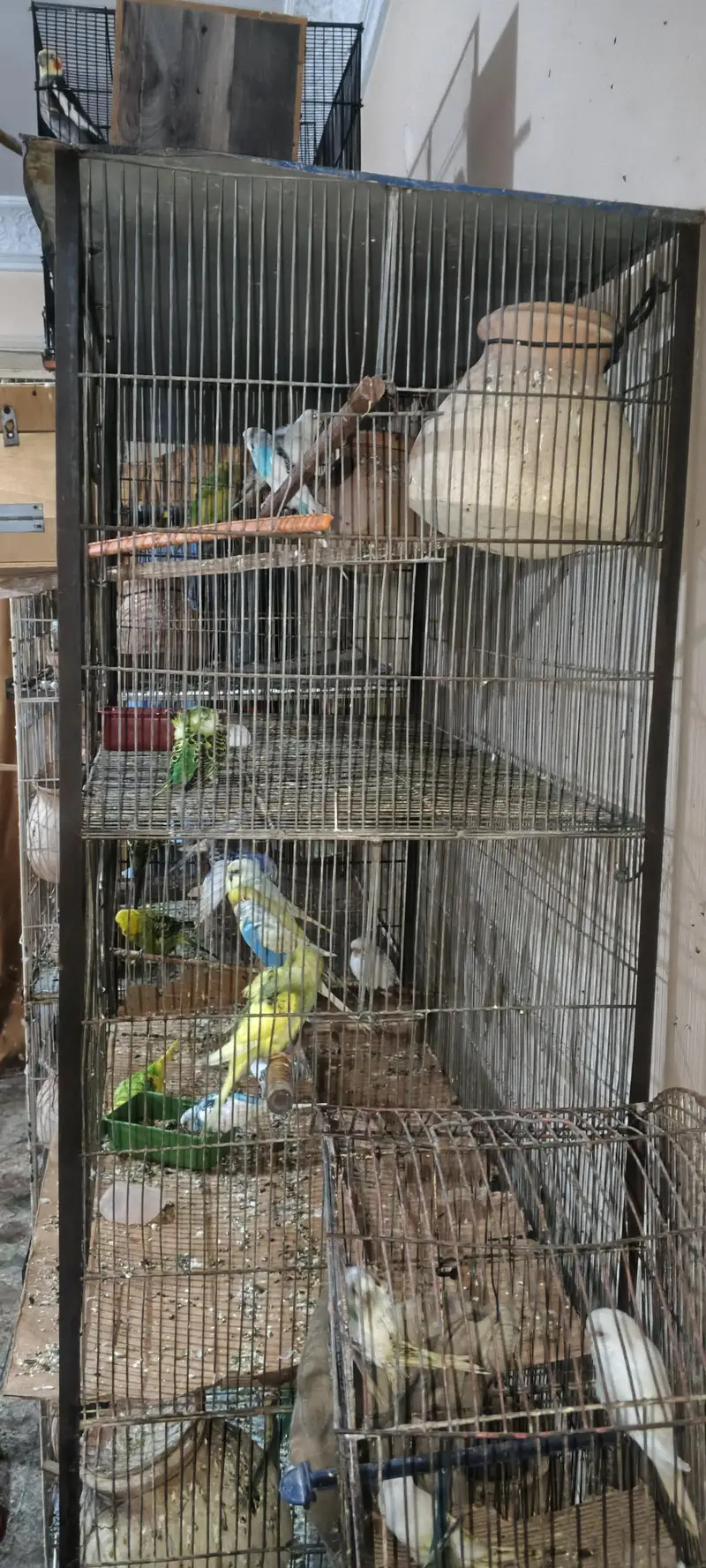 Australian budgies , cocktail, cage — photo 6
