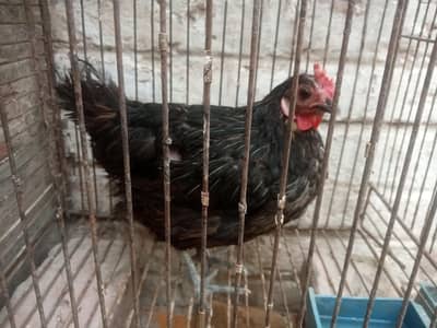 Misri murghi for sale