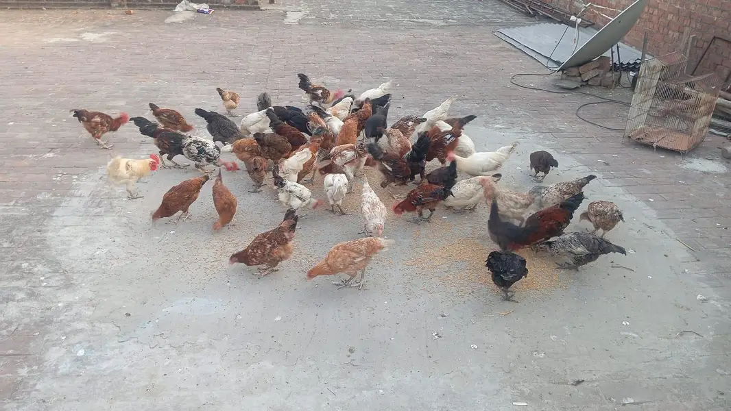 Pure Desi Total 50 murgiyan