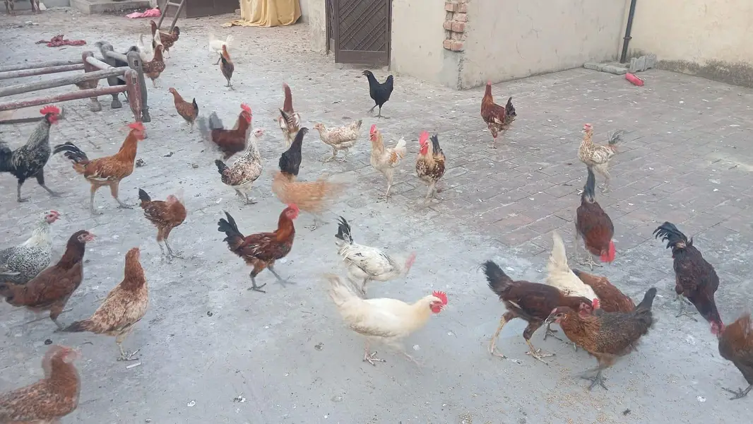 Pure Desi Total 50 murgiyan — photo 2