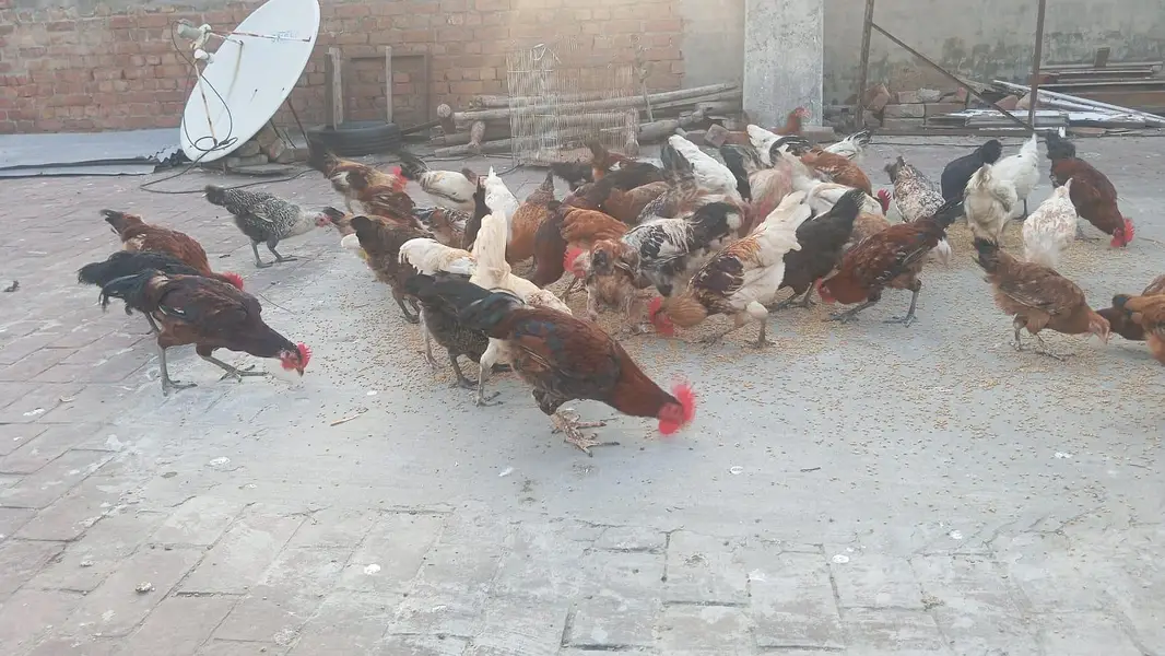 Pure Desi Total 50 murgiyan — photo 4