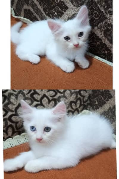 white ginger fawn black all color kittens