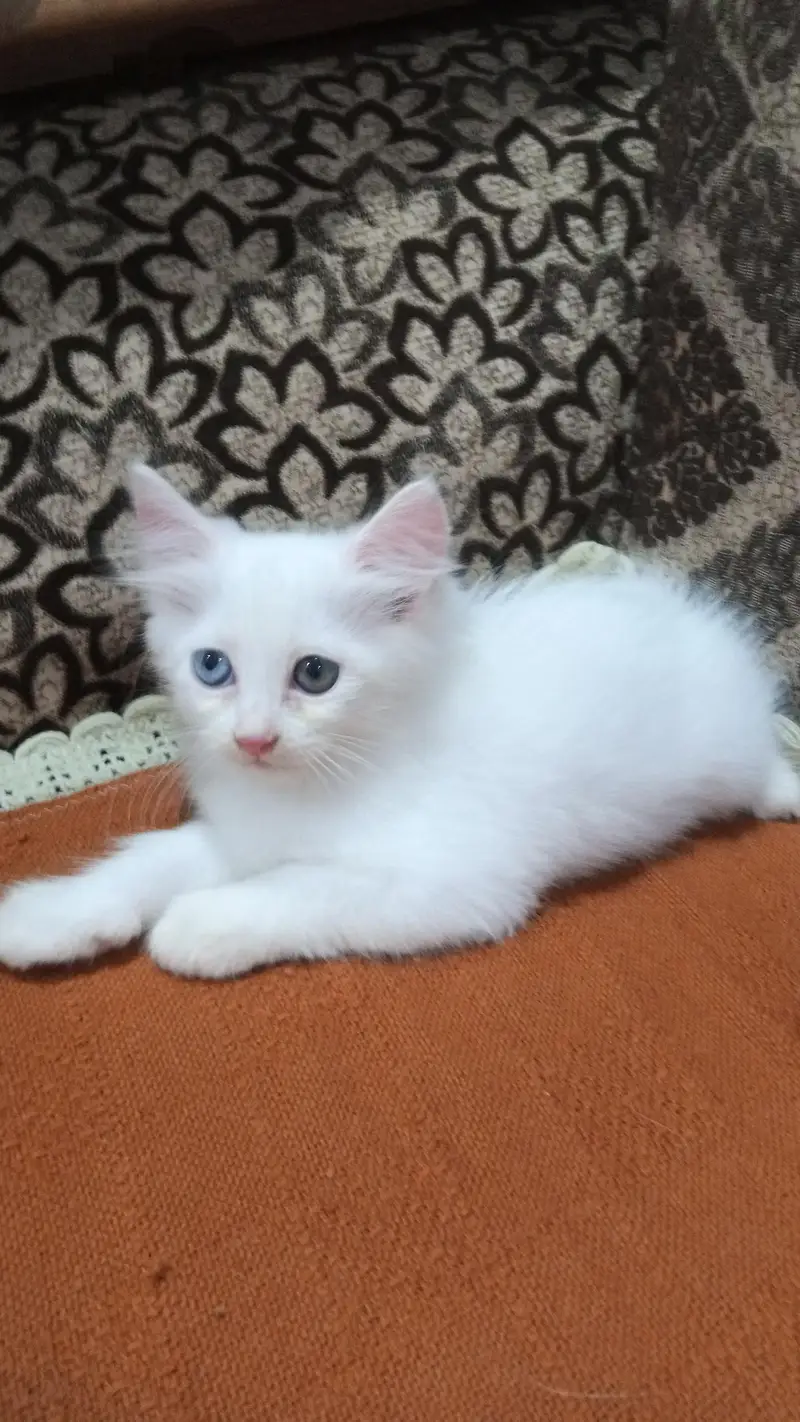white ginger fawn black all color kittens — photo 2