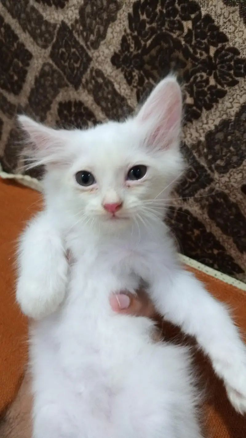 white ginger fawn black all color kittens — photo 3