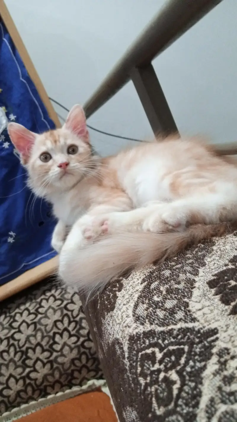 white ginger fawn black all color kittens — photo 4