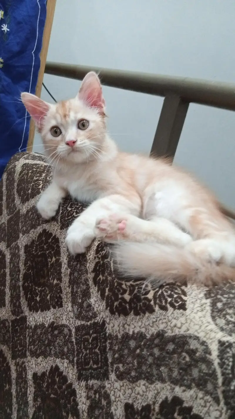 white ginger fawn black all color kittens — photo 5