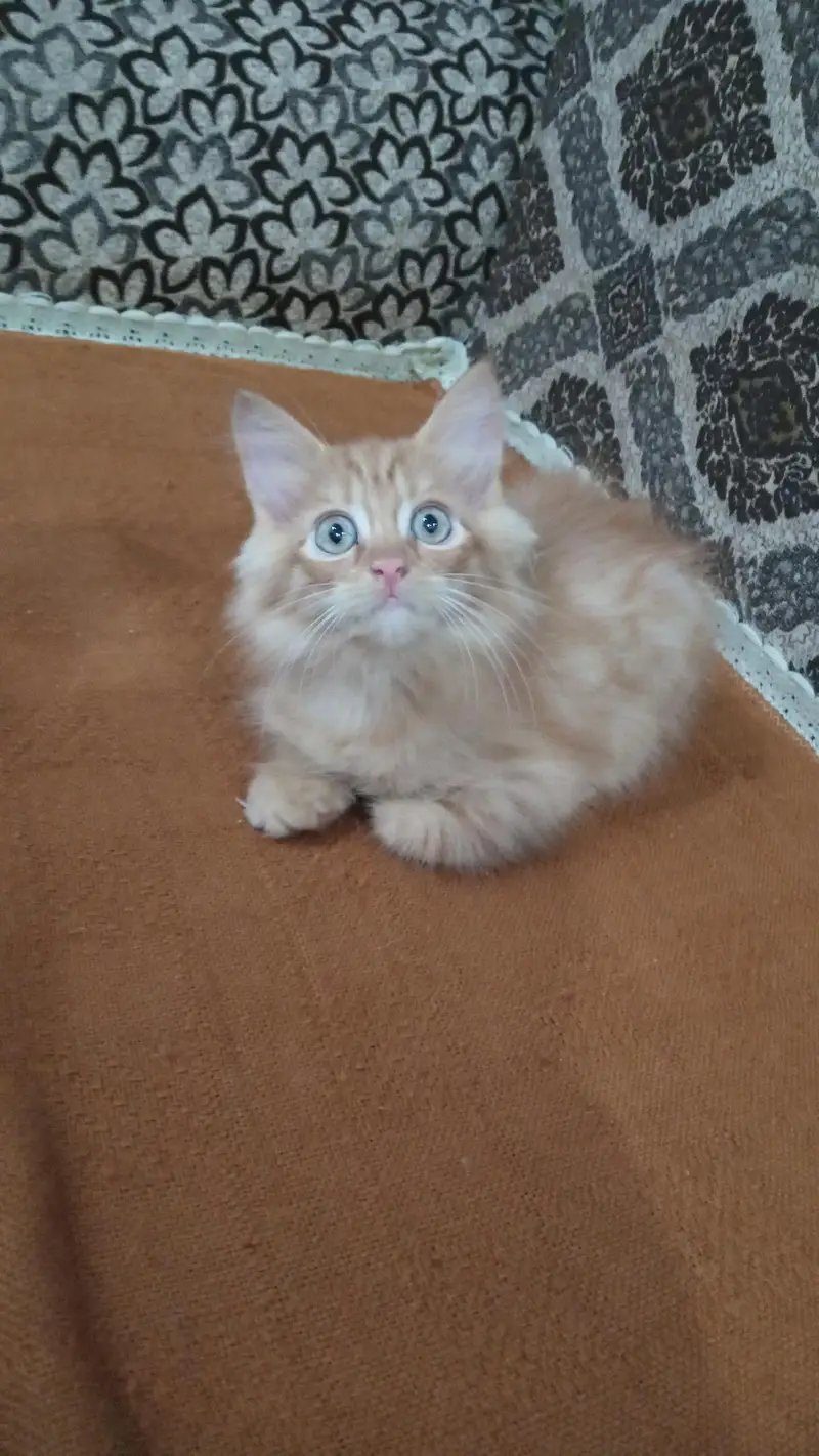 white ginger fawn black all color kittens — photo 6