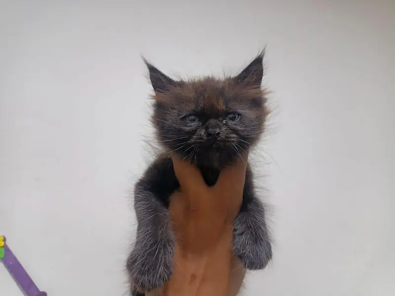 white ginger fawn black all color kittens — photo 7