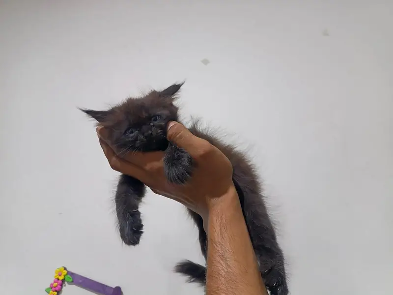 white ginger fawn black all color kittens — photo 8