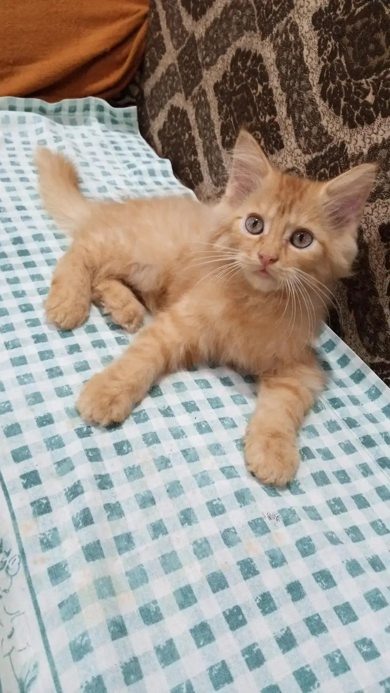 white ginger fawn black all color kittens — photo 9