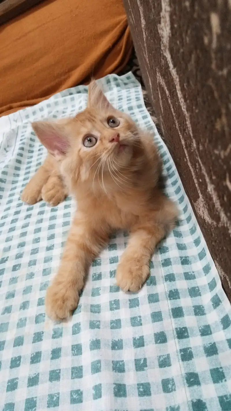 white ginger fawn black all color kittens — photo 10