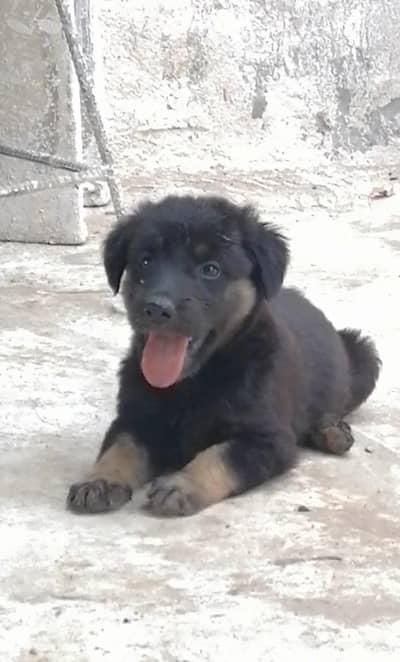 German shepherd long cout female puppy