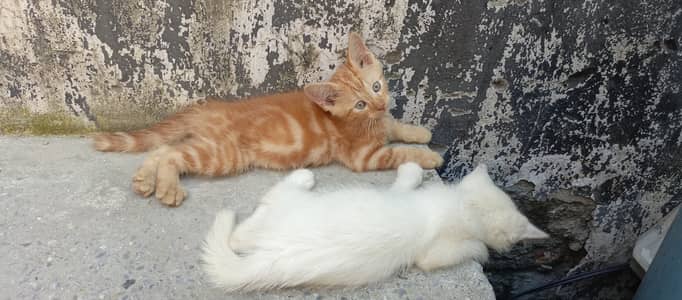 Kitten