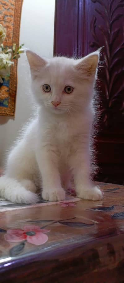 Persian Kitten Up for Sale