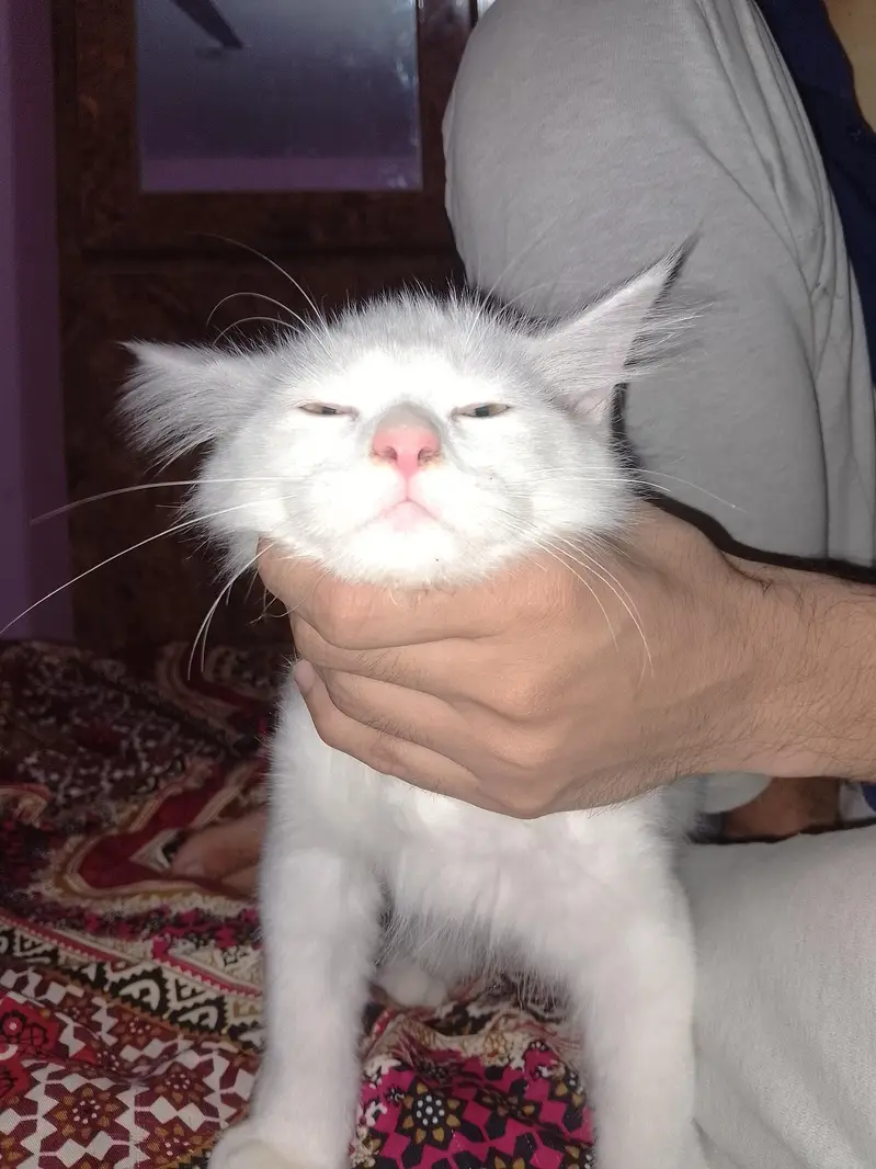 Persian Kitten Up for Sale — photo 3