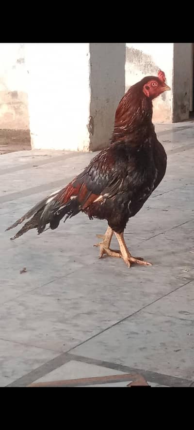 Aseel lakhi pathi or sale.