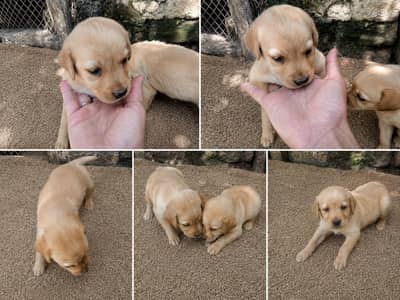 Labrador
