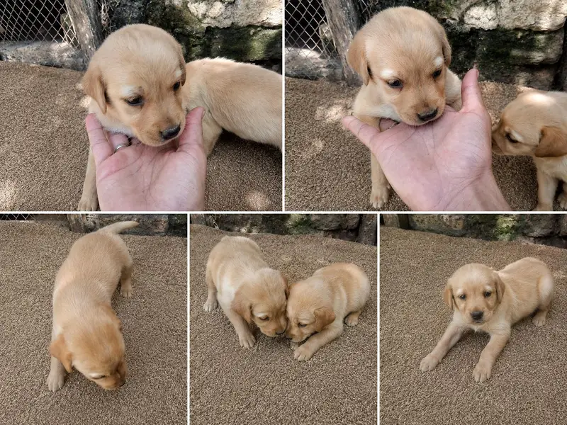 Labrador