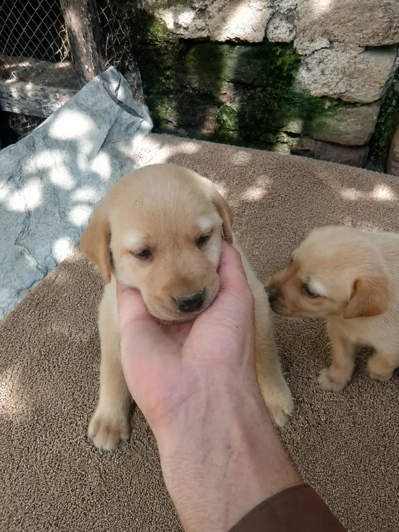 Labrador — photo 2