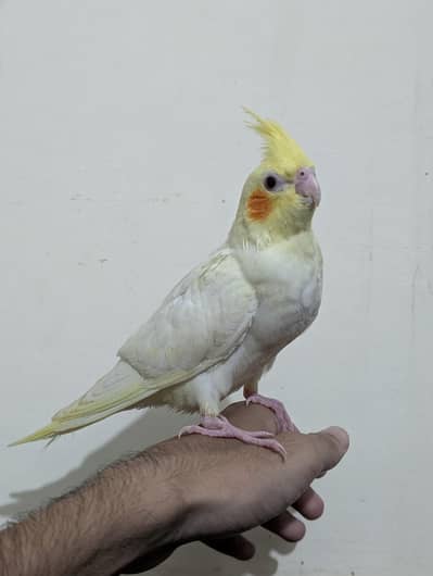 Hand Tame Common White Piece
