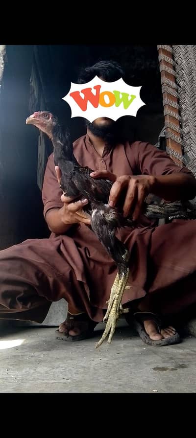 burmi 2 male 2 female Jo bahi Sara la ga os sa munasib kar la ga