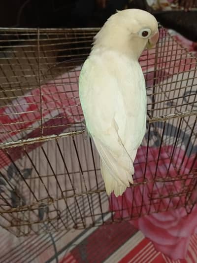 albino lovebird male