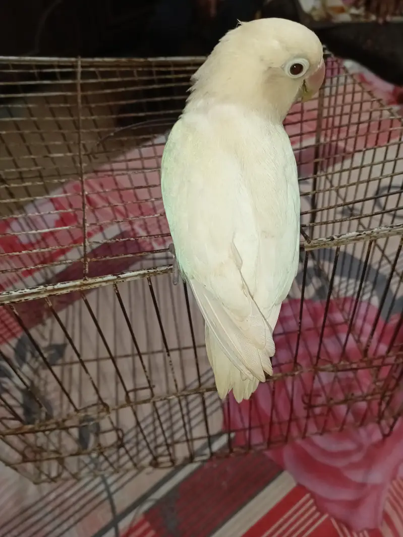 albino lovebird male