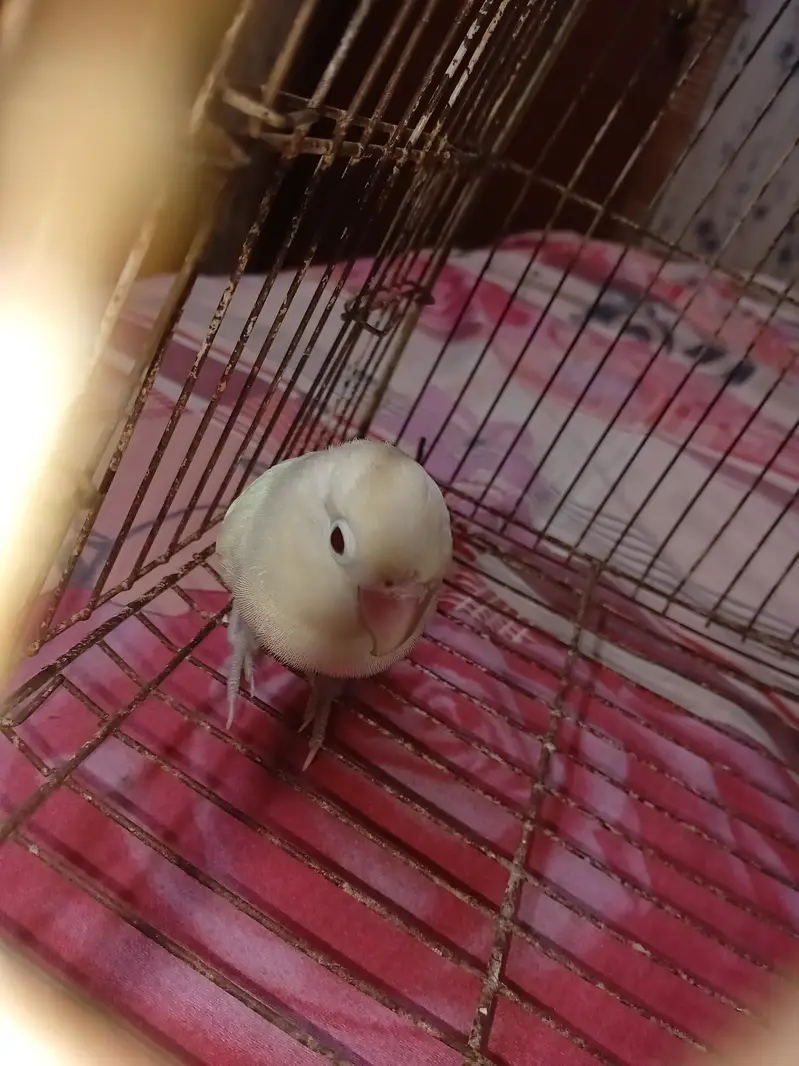 albino lovebird male — photo 2