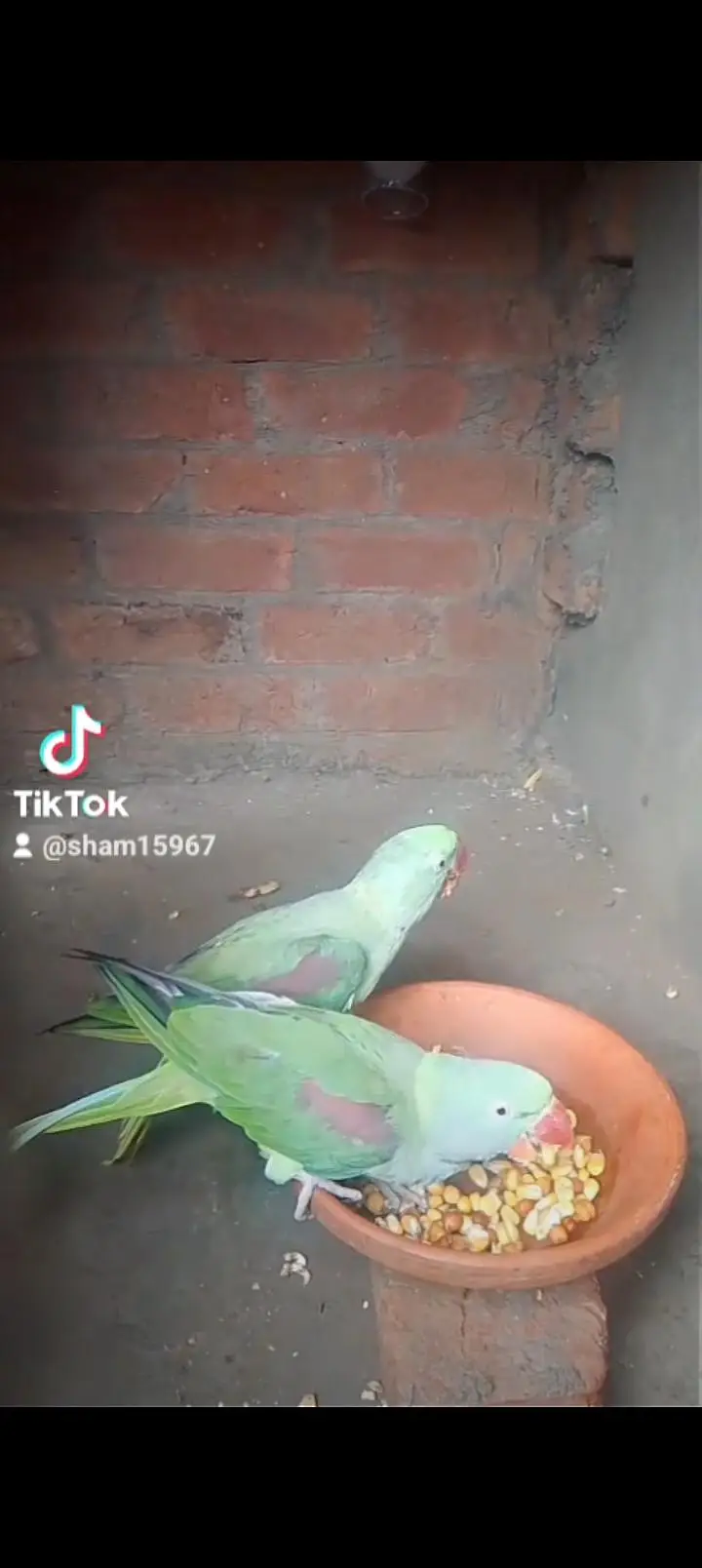 kashmiri raa parrot