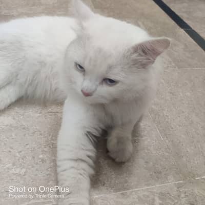hi I am saling my cat