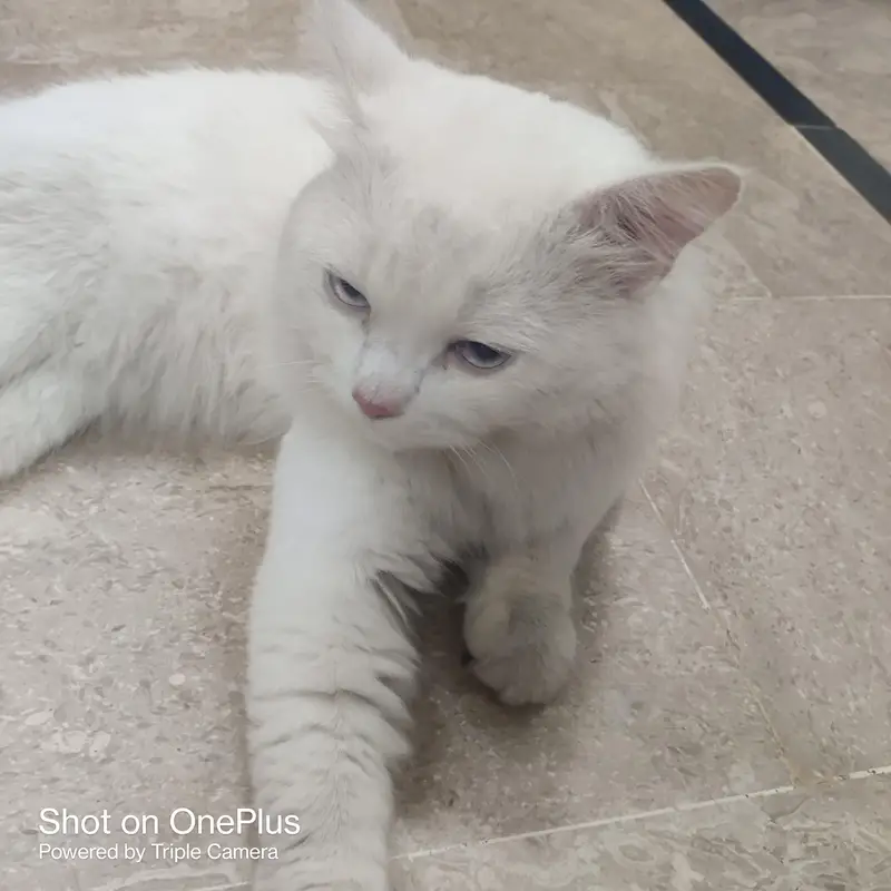hi I am saling my cat