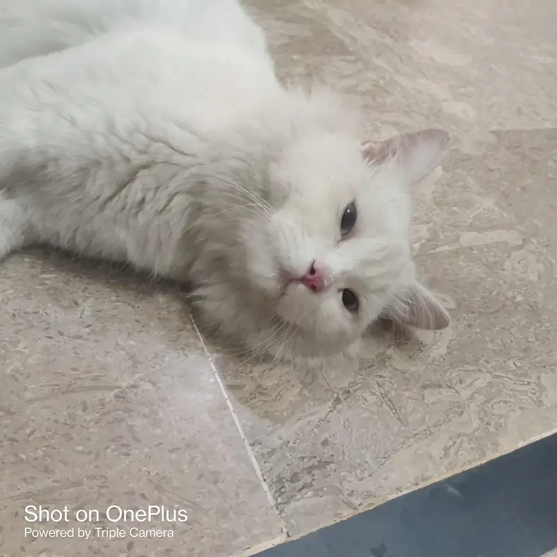 hi I am saling my cat — photo 2