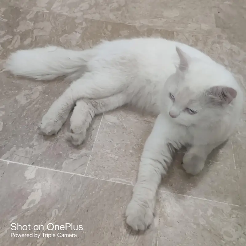 hi I am saling my cat — photo 3