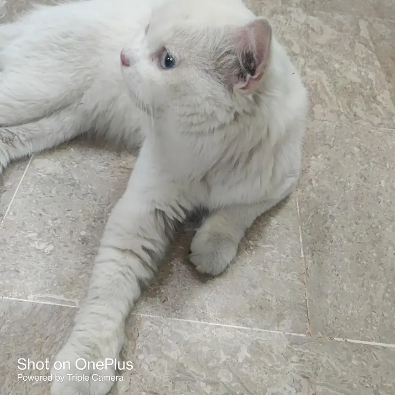 hi I am saling my cat — photo 4