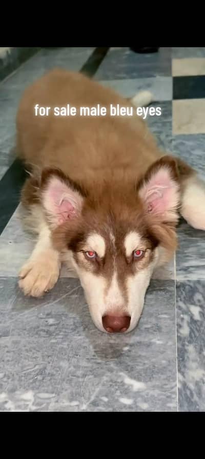 Adorable 3-Month -old Siberian Husky pair for sale