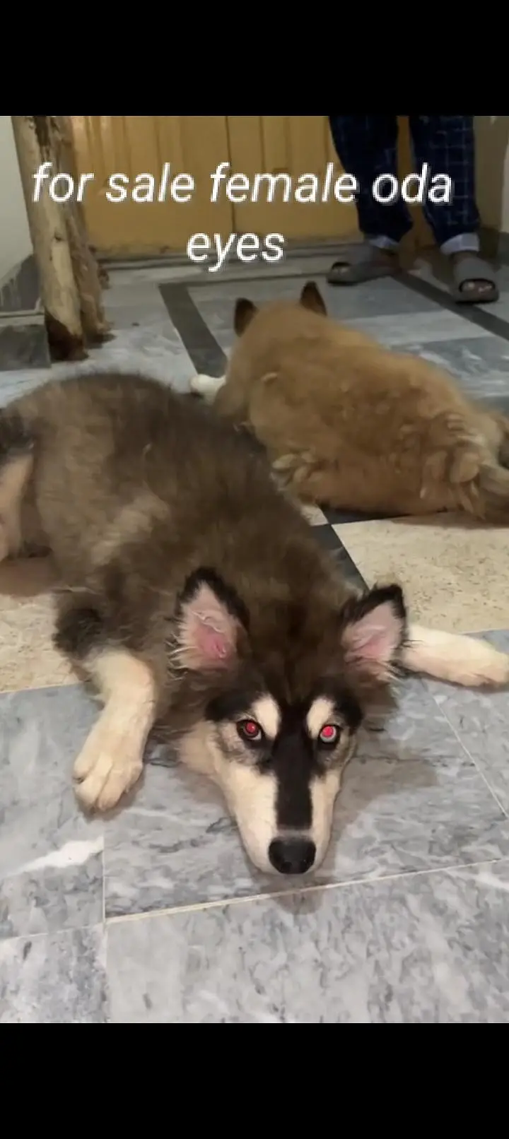 Adorable 3-Month -old Siberian Husky pair for sale — photo 2