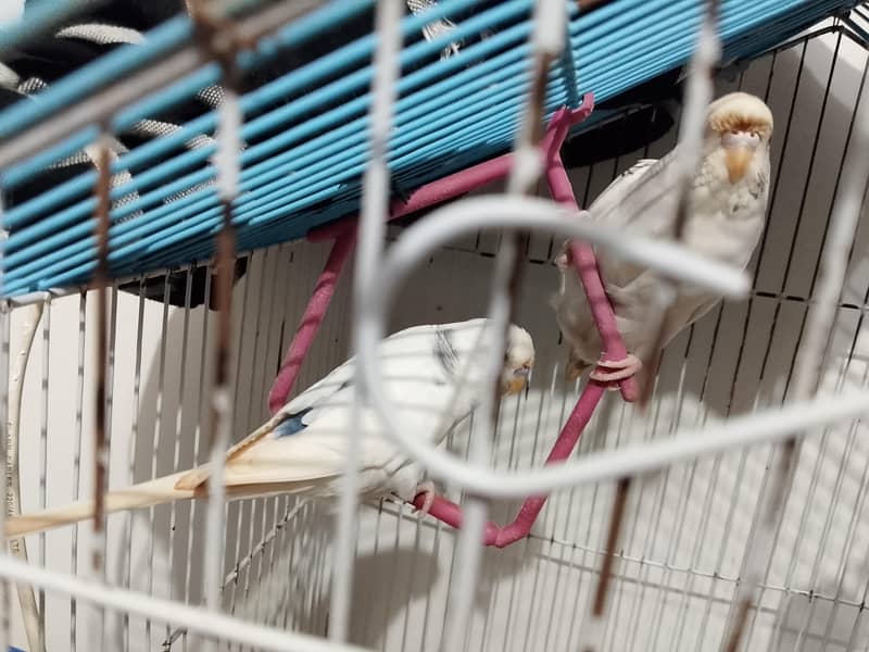 Breeder active pair 0