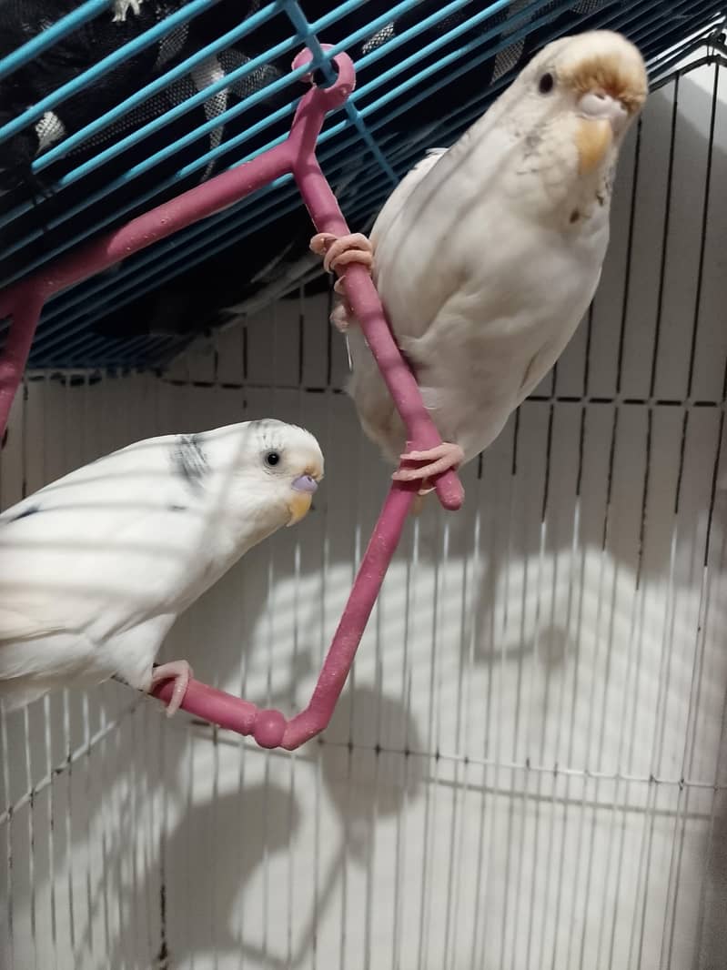 Breeder active pair 1
