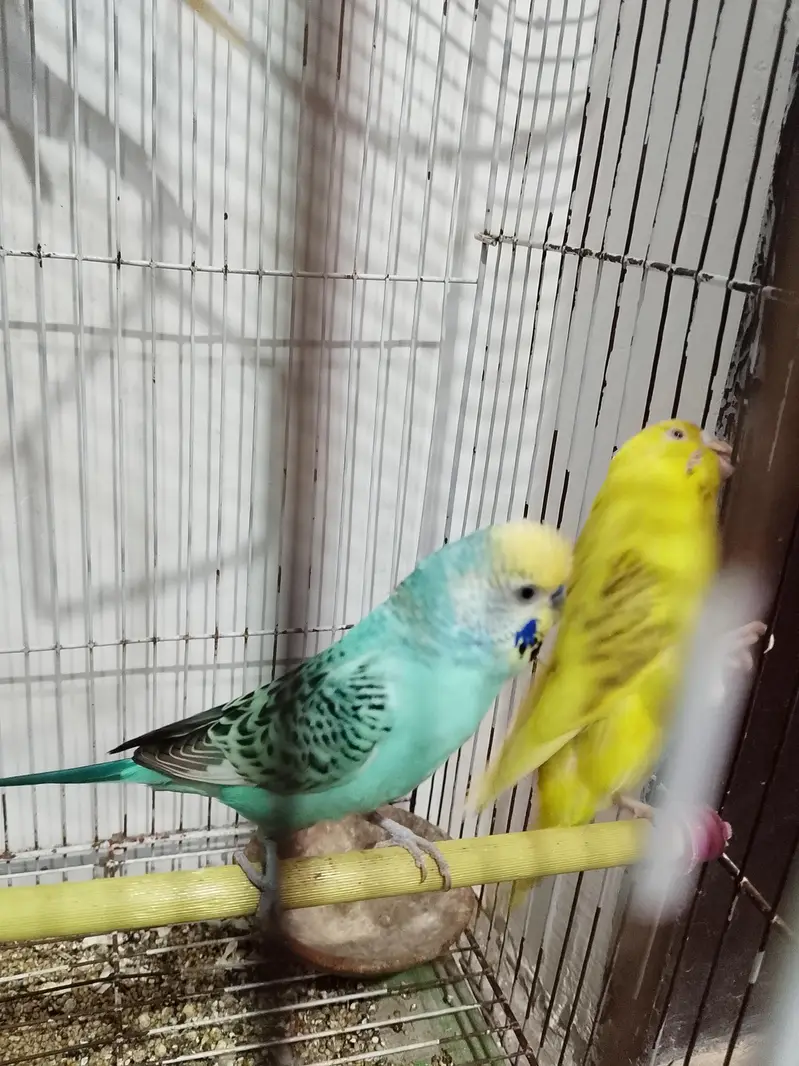Breeder active pair — photo 3